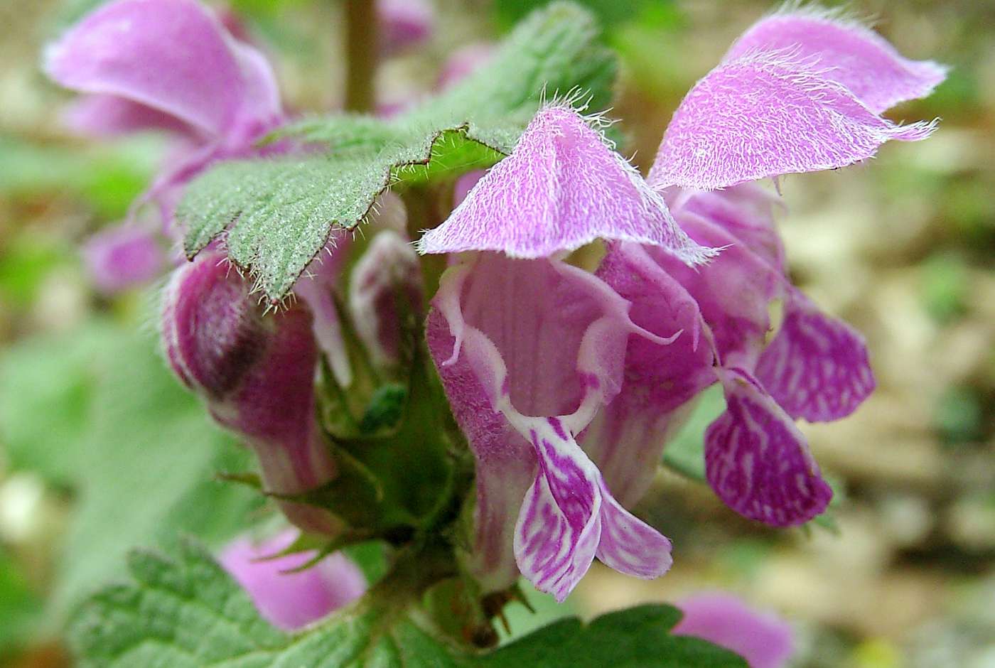 Gefleckte Taubnessel mit Blüte