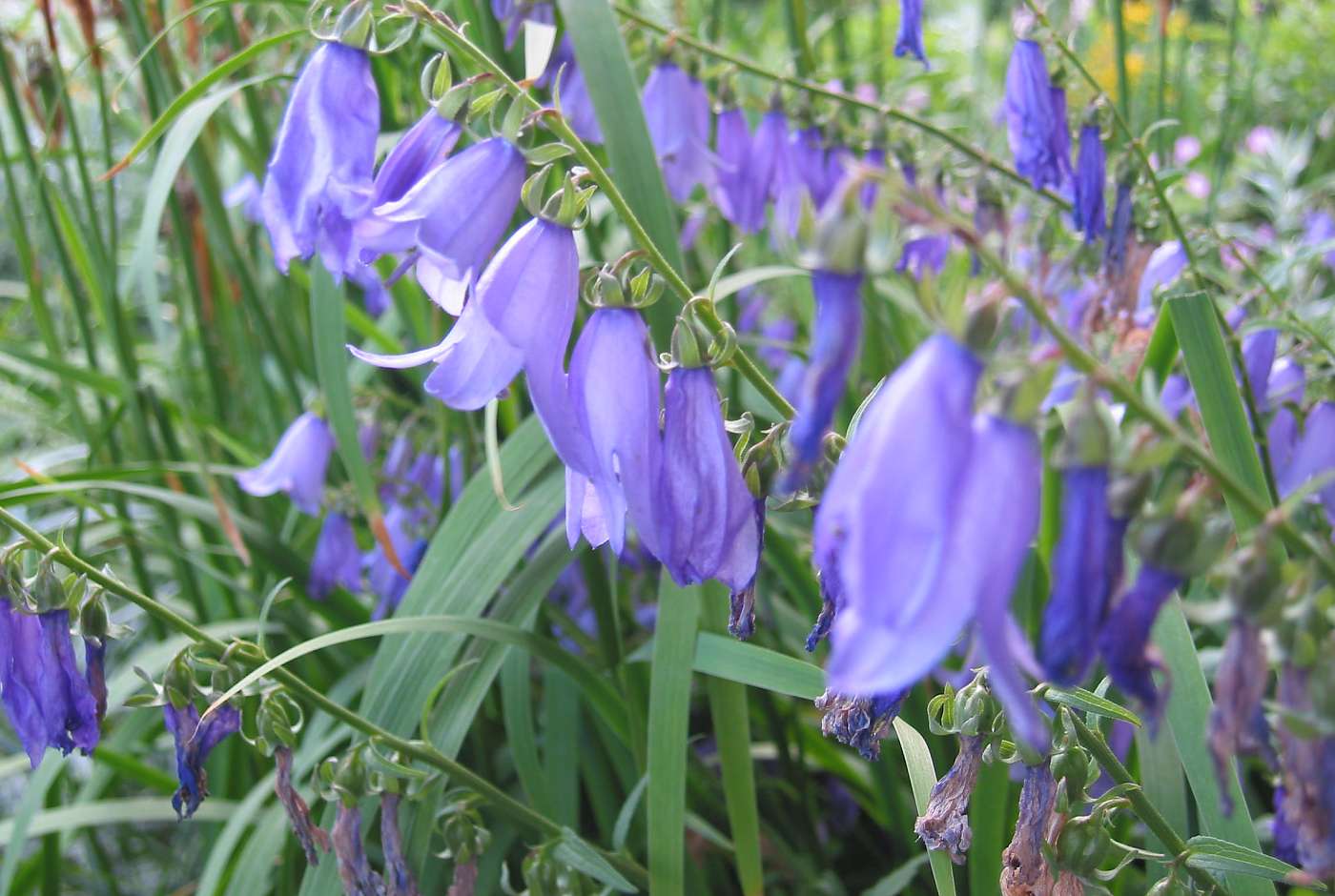 viele kleine violette Blüten der Glockenblume