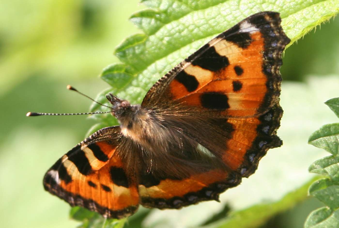 Schmetterling sitzt auf Pflanze
