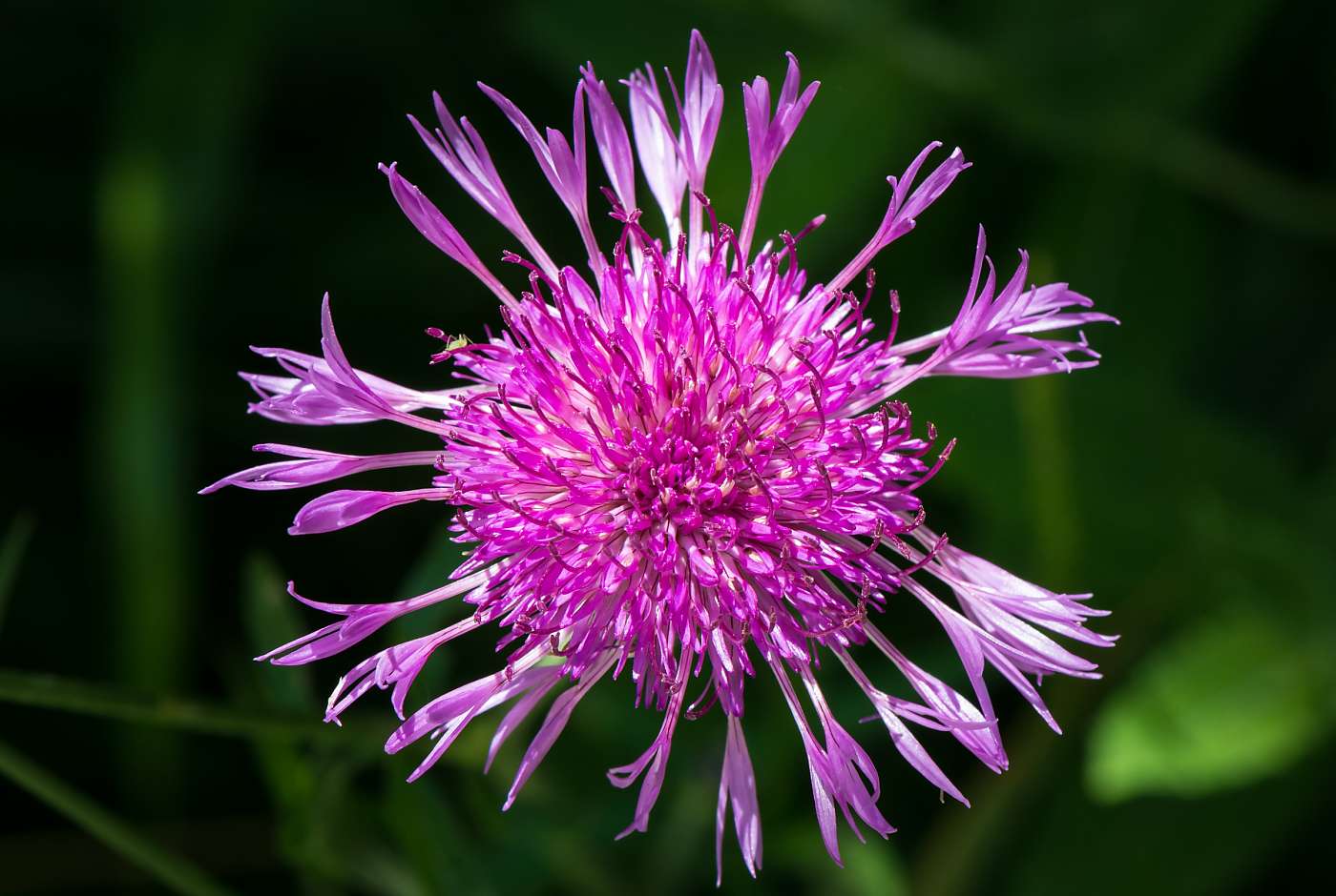 pinkfarbene Blüte der Wiesenflockenblume