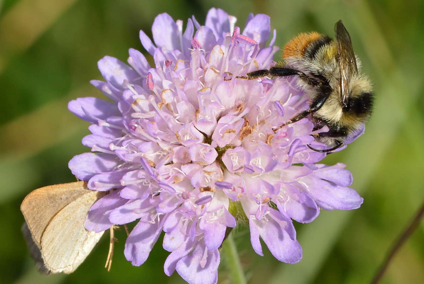 Knautia arvensis